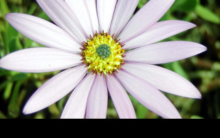 Tapeta macroflower10
