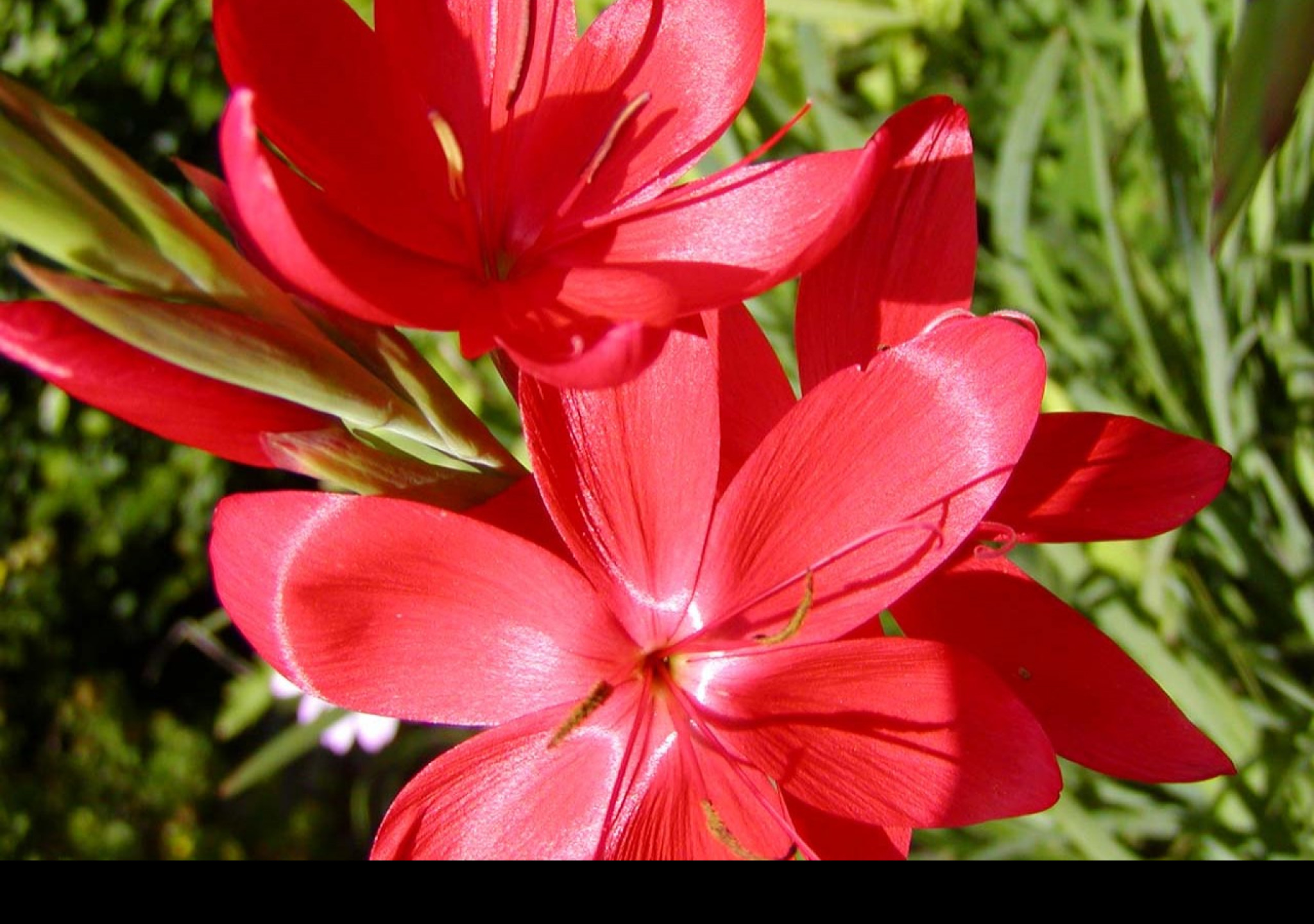 Tapeta macroflower3