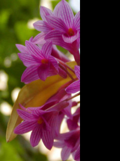 Tapeta macroflower8