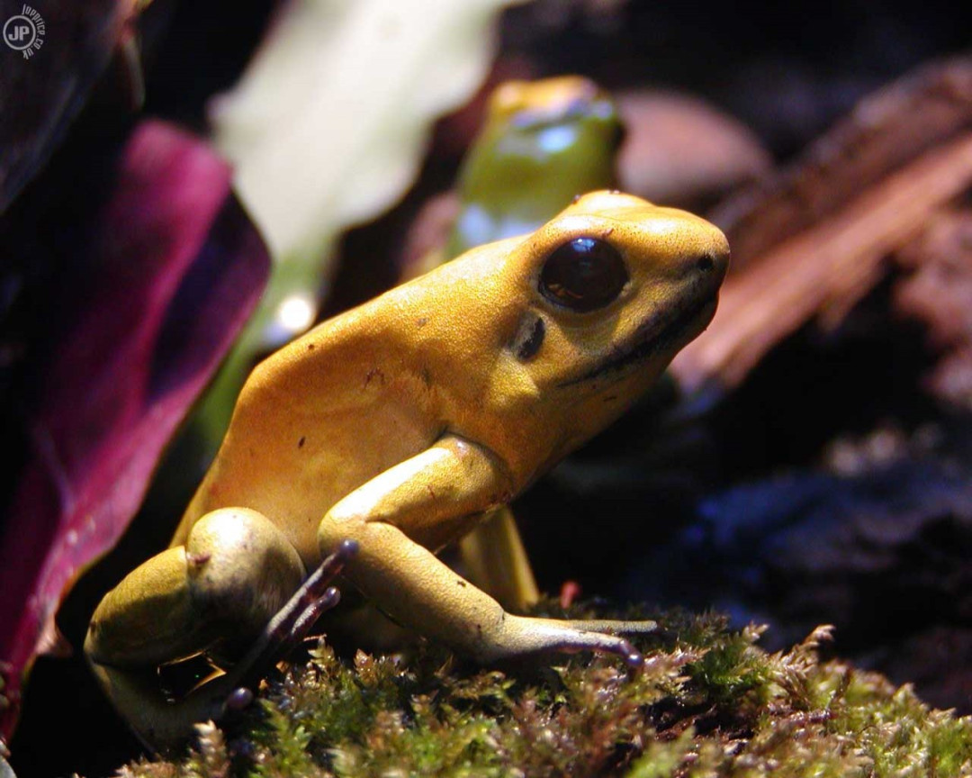 Tapeta macrofrog