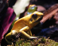 Tapeta Macro Frog