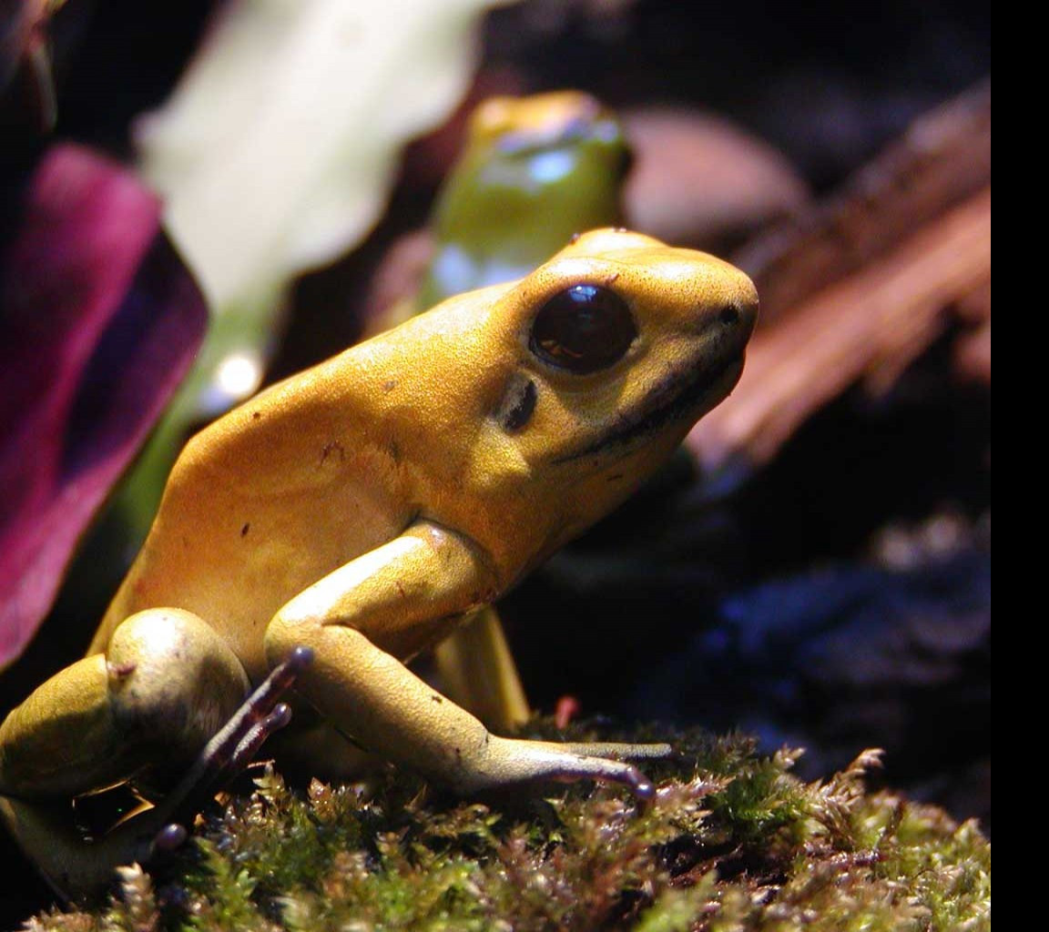 Tapeta macrofrog