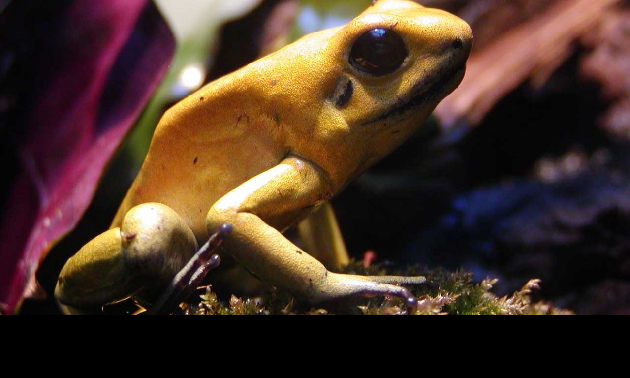 Tapeta macrofrog