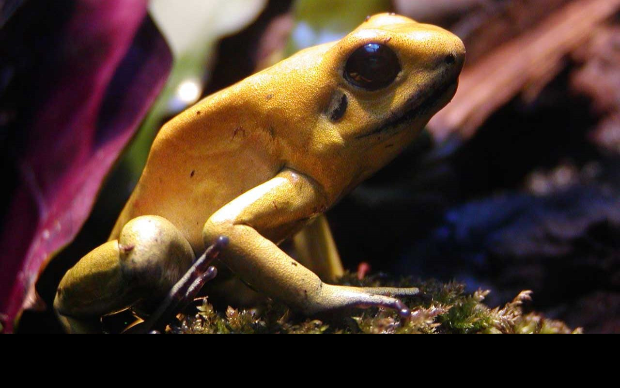 Tapeta macrofrog