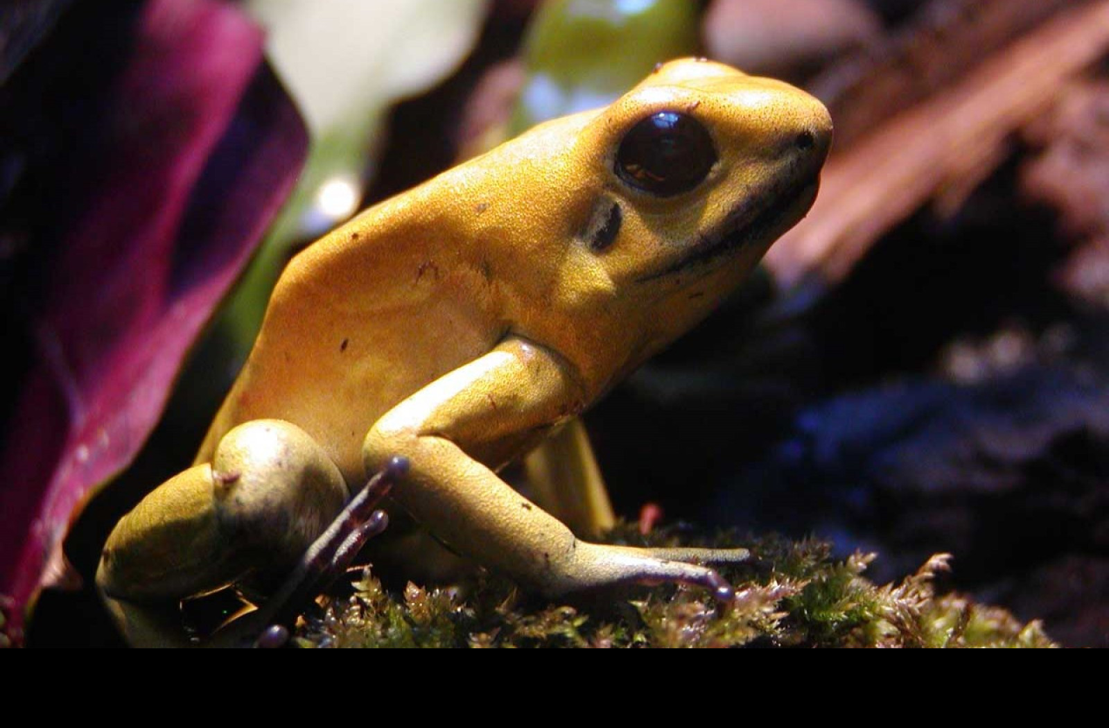 Tapeta macrofrog