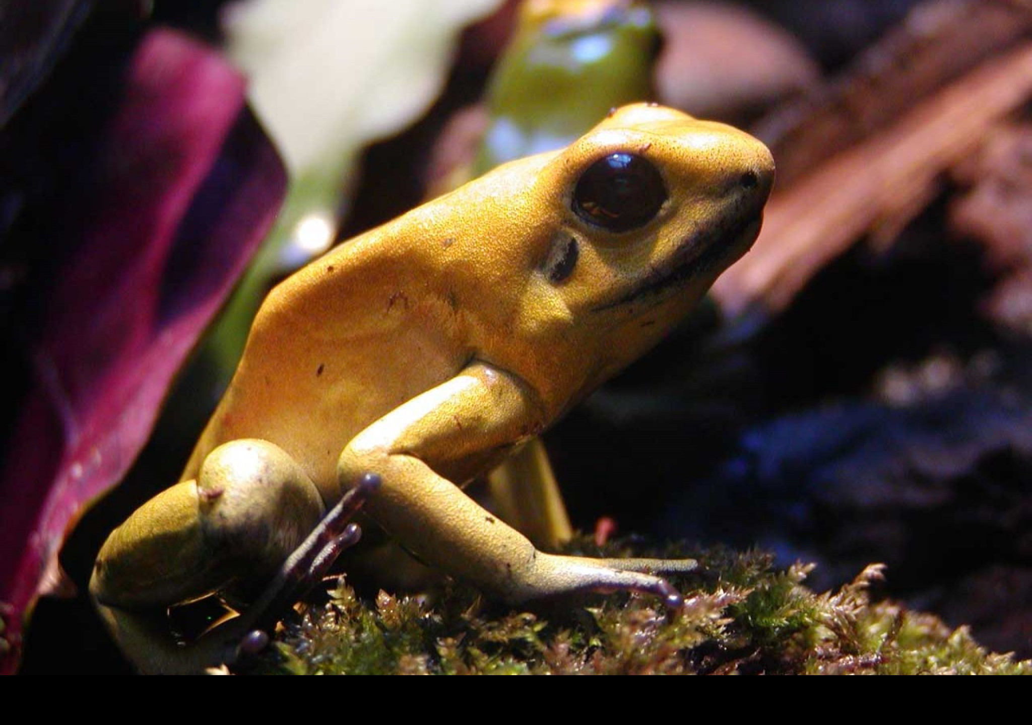 Tapeta macrofrog