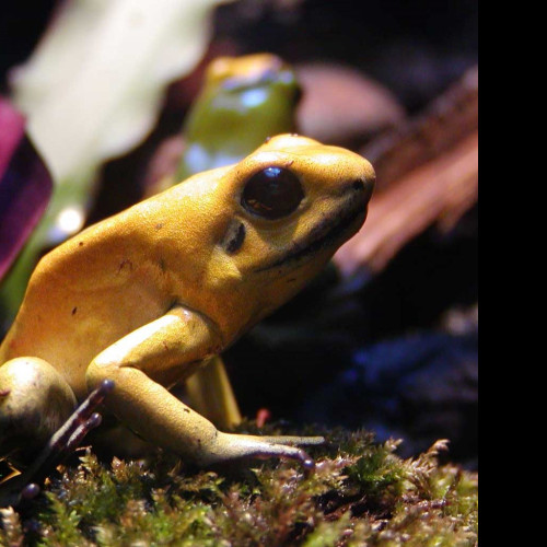 Tapeta macrofrog