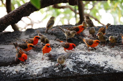 Tapeta: Madagaskarsk vrabec