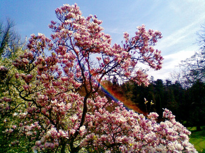 Tapeta: magnolia s duhou