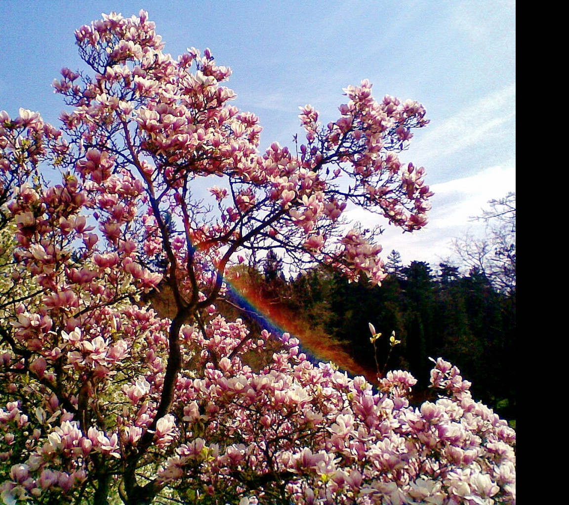 Tapeta magnolia_s_duhou