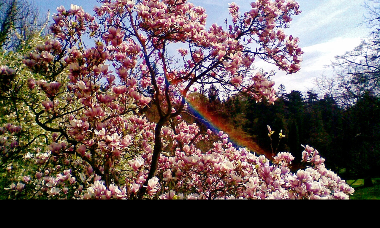 Tapeta magnolia_s_duhou