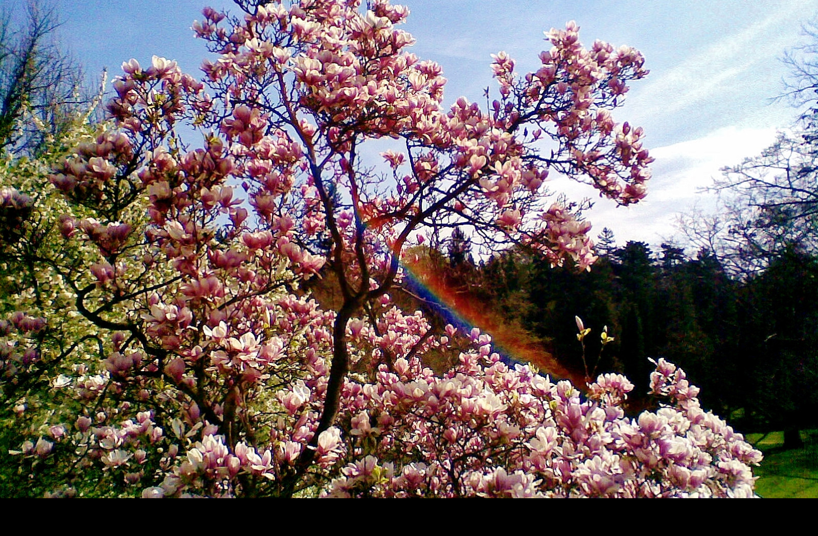 Tapeta magnolia_s_duhou