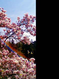 Tapeta magnolia_s_duhou