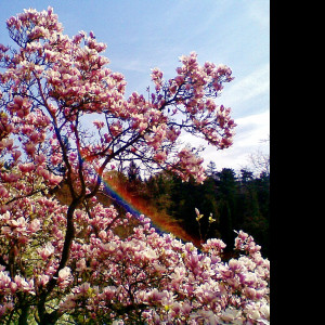 Tapeta magnolia_s_duhou