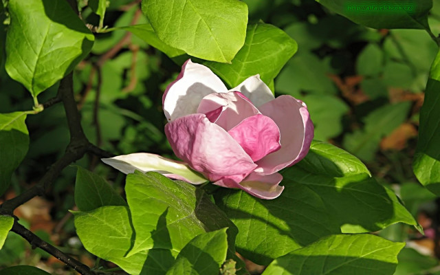 Tapeta magnolie