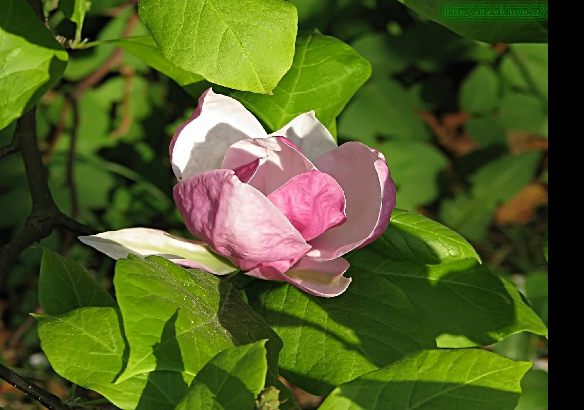 Tapeta magnolie