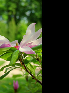 Tapeta magnolie3