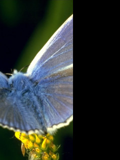 Tapeta makro_10