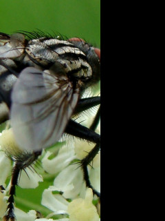Tapeta makro___moucha