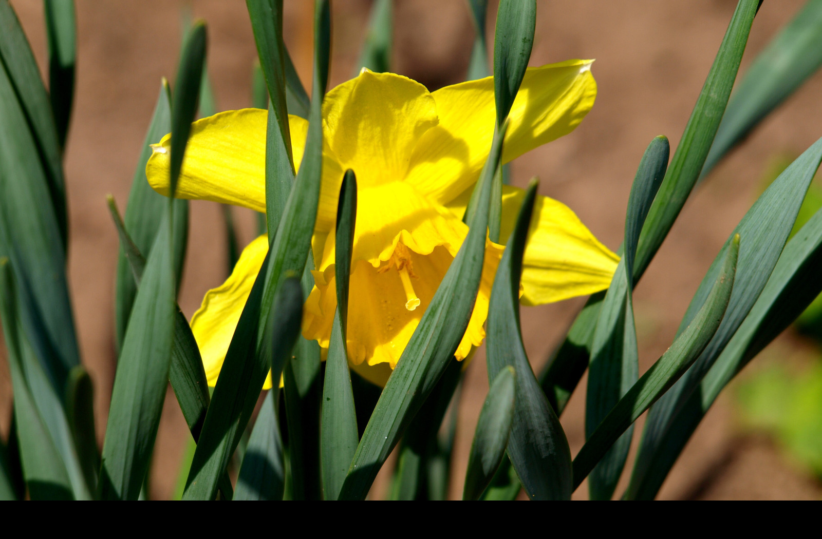 Tapeta makro___narcis