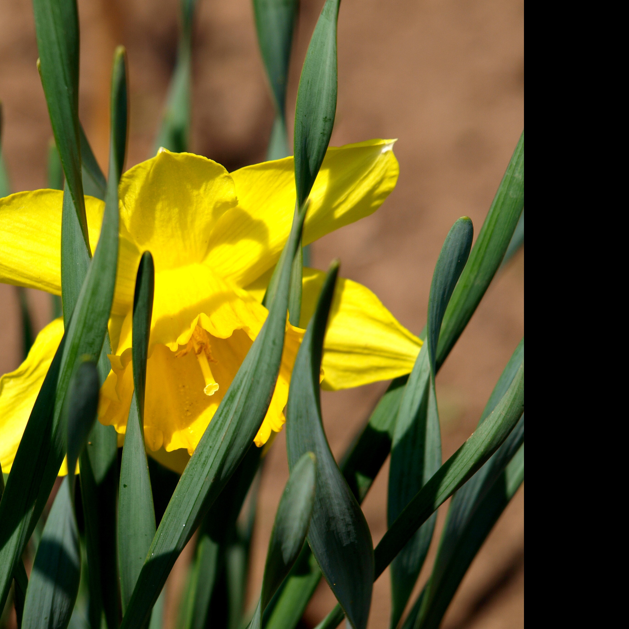 Tapeta makro___narcis