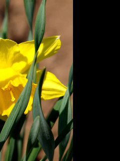 Tapeta makro___narcis