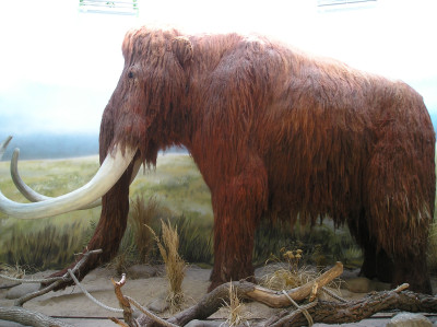 Tapeta: Mamut