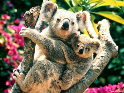 Tapeta: Medvdek koala