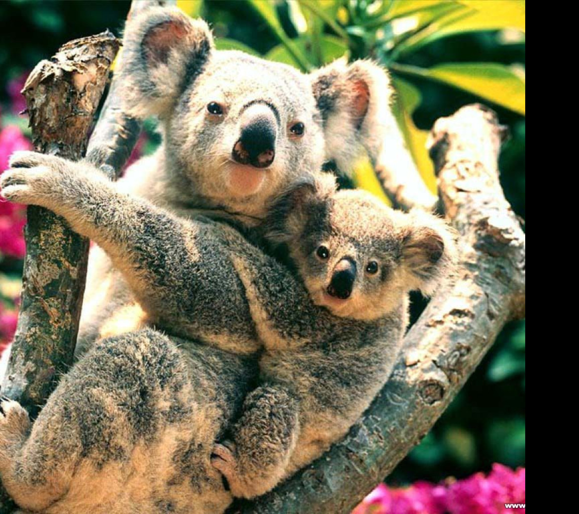 Tapeta medvidekkoala