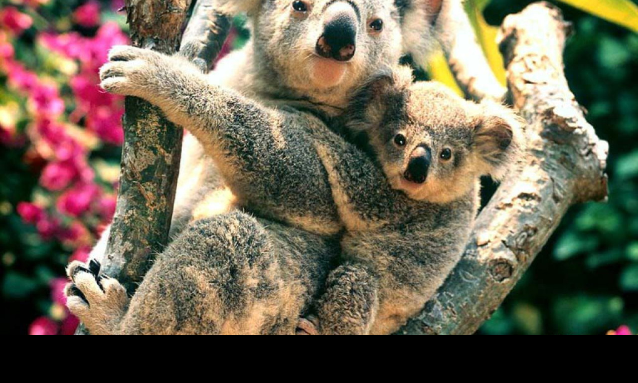 Tapeta medvidekkoala