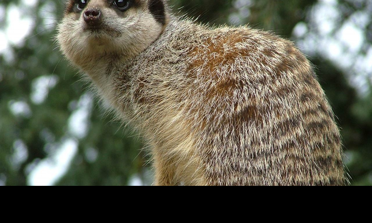 Tapeta meercatlordofallitsurveys