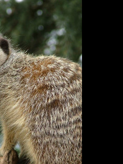 Tapeta meercatlordofallitsurveys