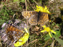 Tapeta Melitaea athalia