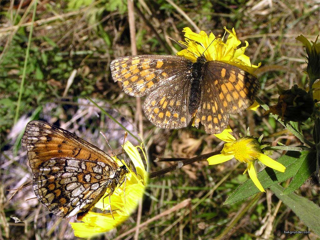 Tapeta melitaeaathalia