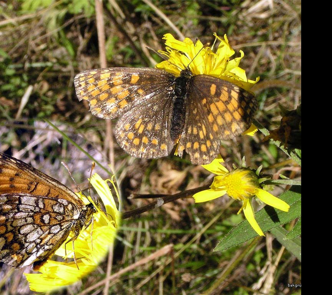 Tapeta melitaeaathalia