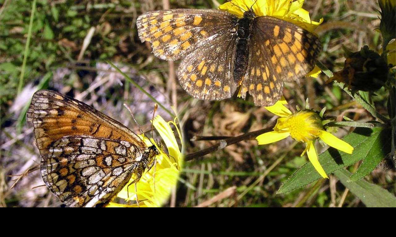 Tapeta melitaeaathalia