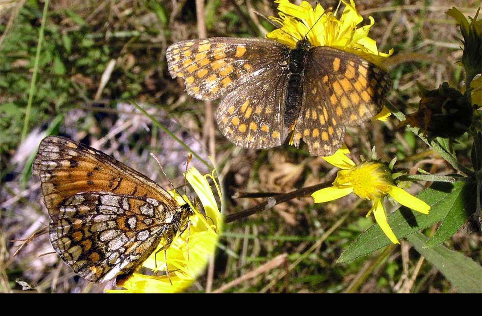 Tapeta melitaeaathalia