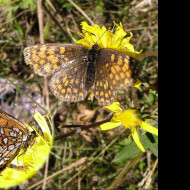 Tapeta melitaeaathalia