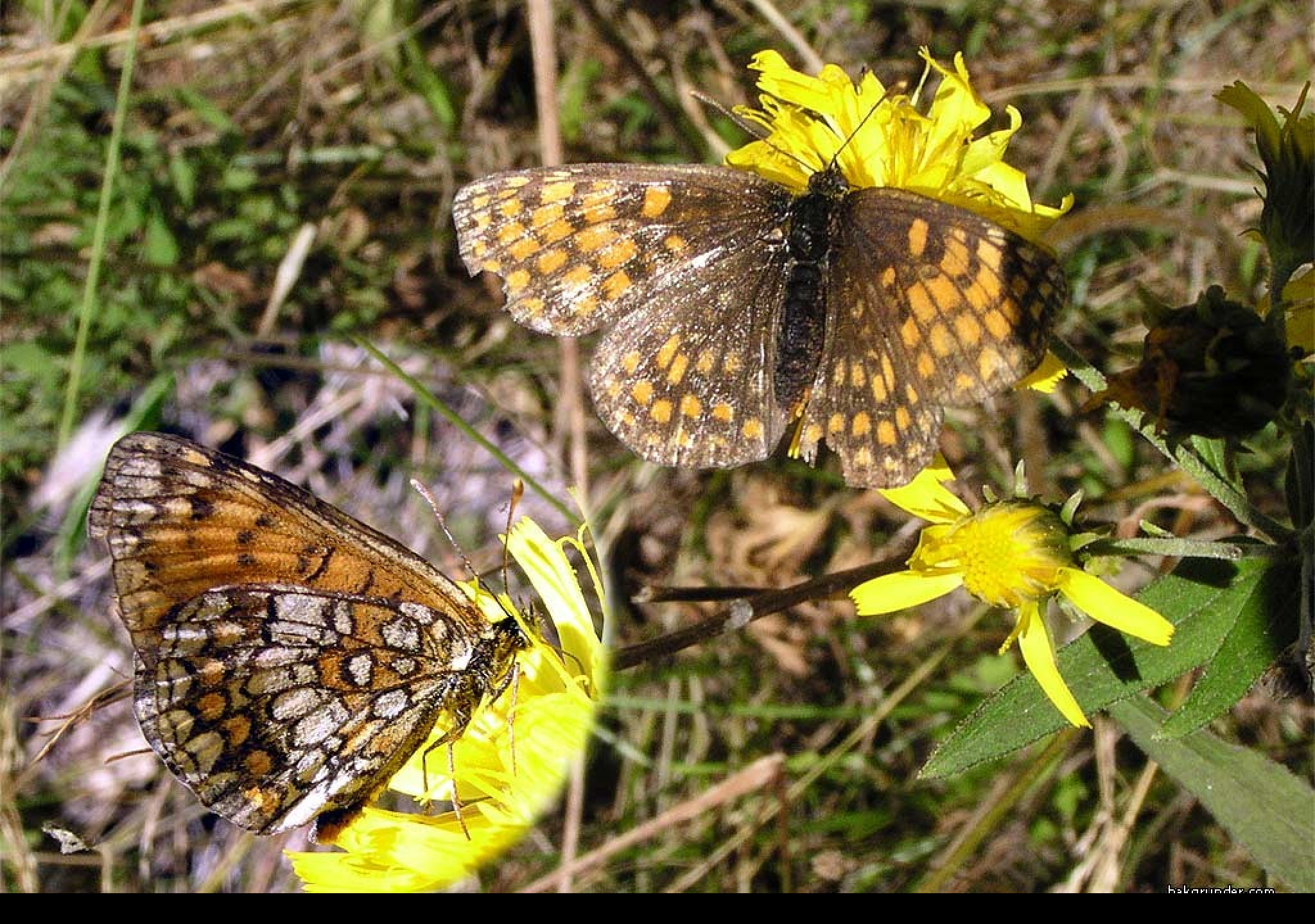 Tapeta melitaeaathalia