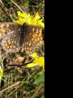 Tapeta melitaeaathalia