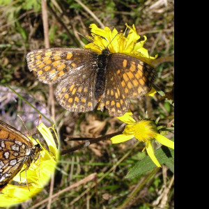 Tapeta melitaeaathalia