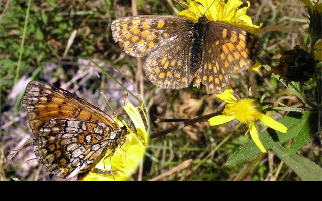 Tapeta melitaeaathalia