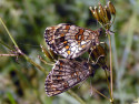 Tapeta Melitaea athalia 2