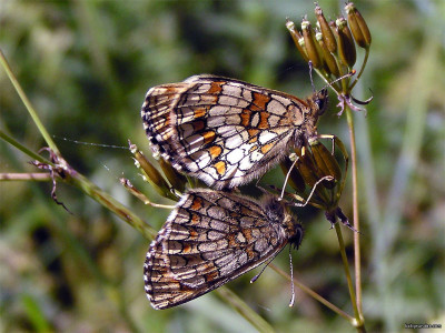 Tapeta: Melitaea athalia 2