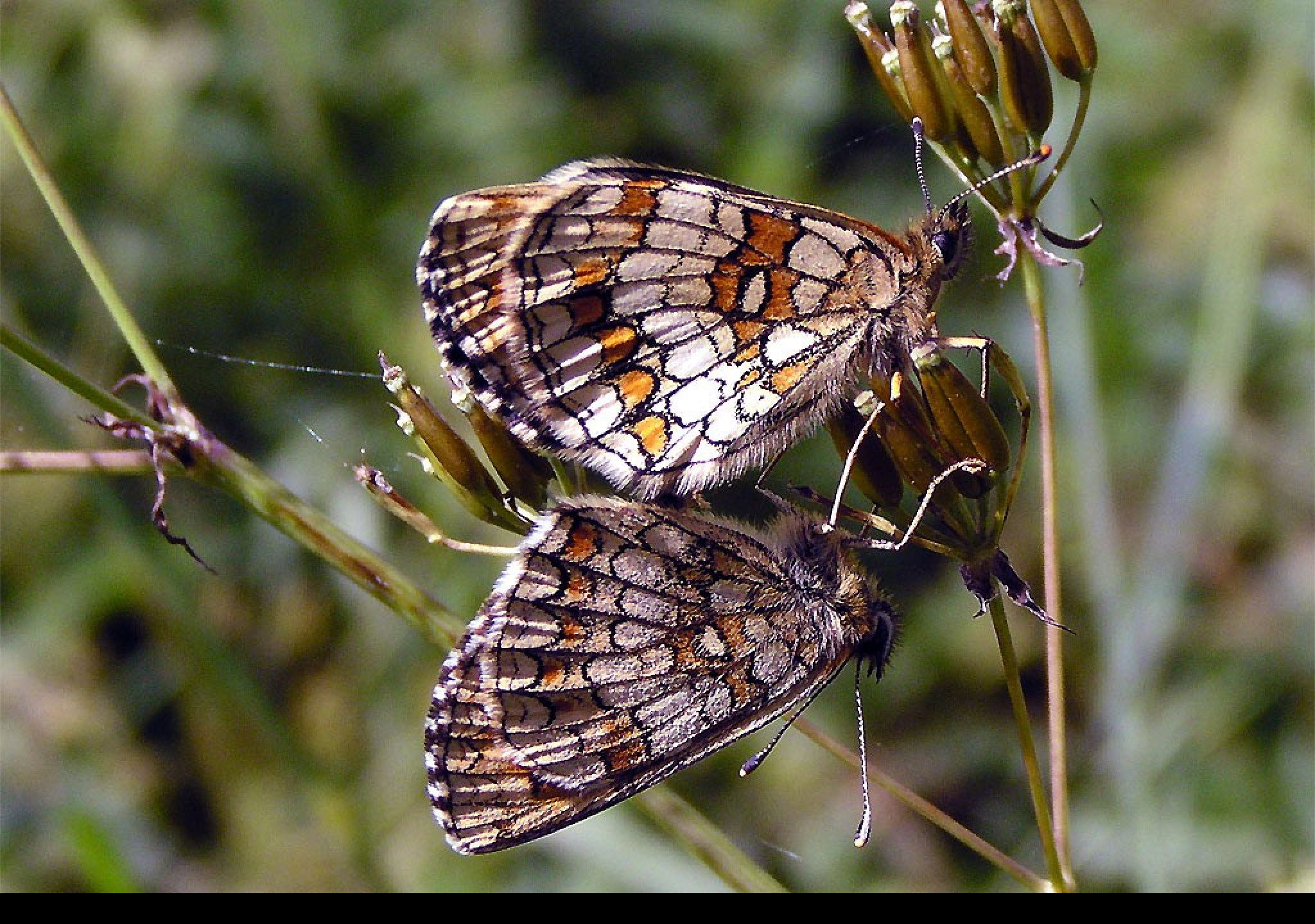 Tapeta melitaeaathalia2