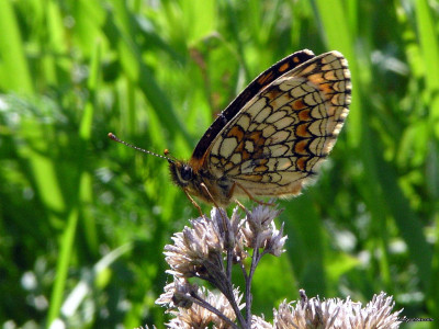 Tapeta: Melitaea athalia 3