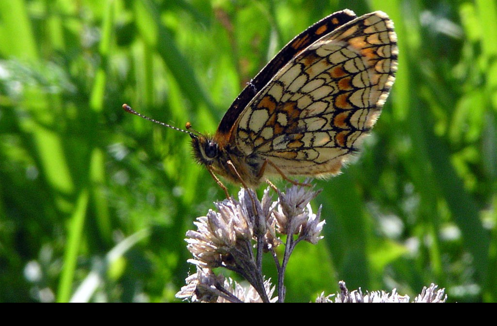 Tapeta melitaeaathalia3