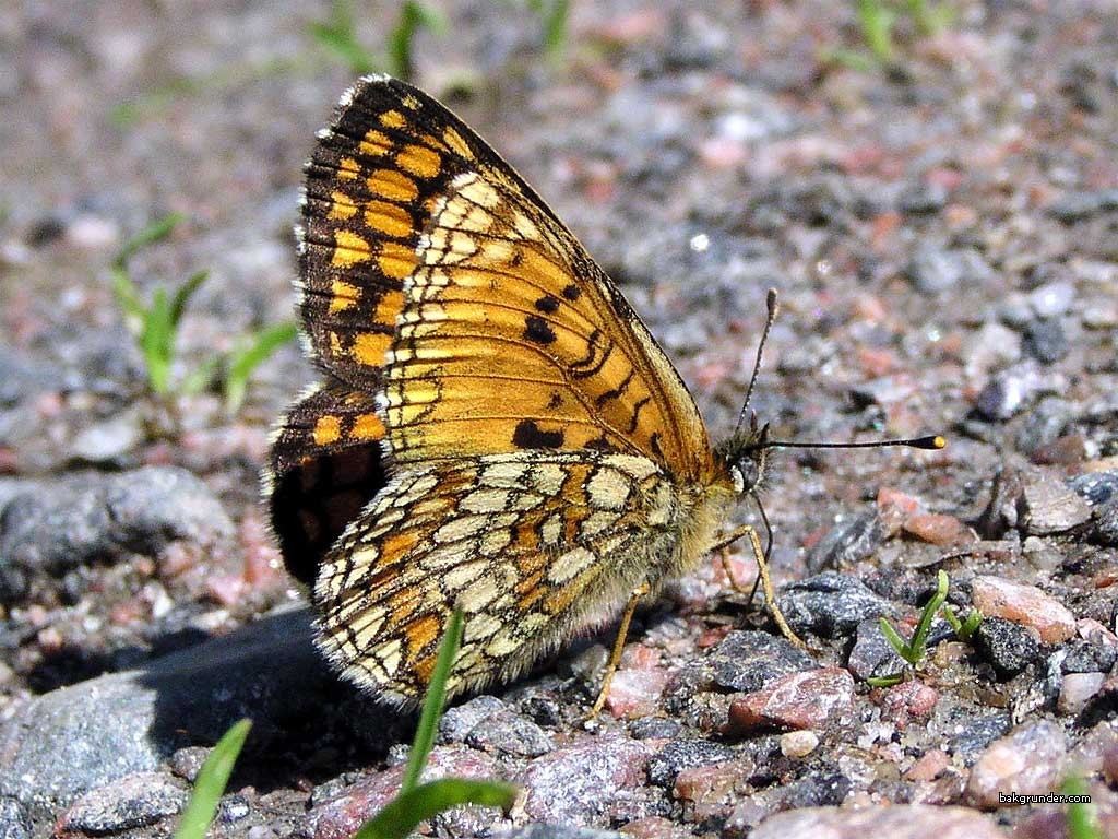 Tapeta mellictaathalia