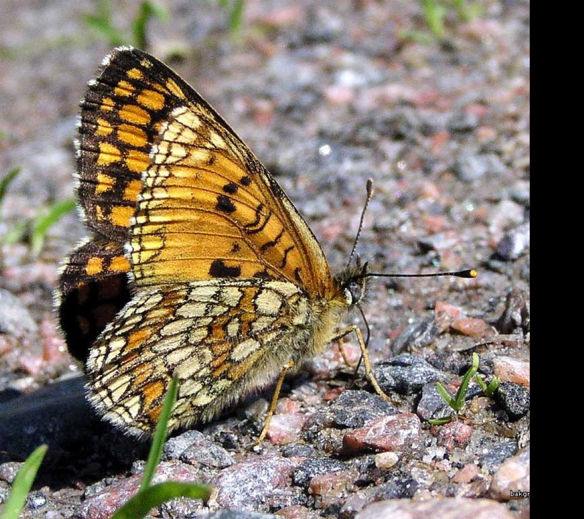 Tapeta mellictaathalia