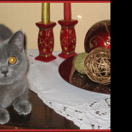 Tapeta merry_christmas